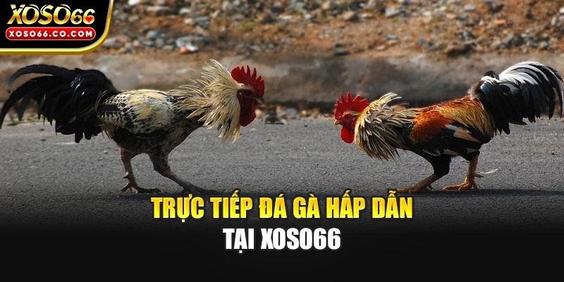 Trực tiếp đá gà hấp dẫn tại XOSO66